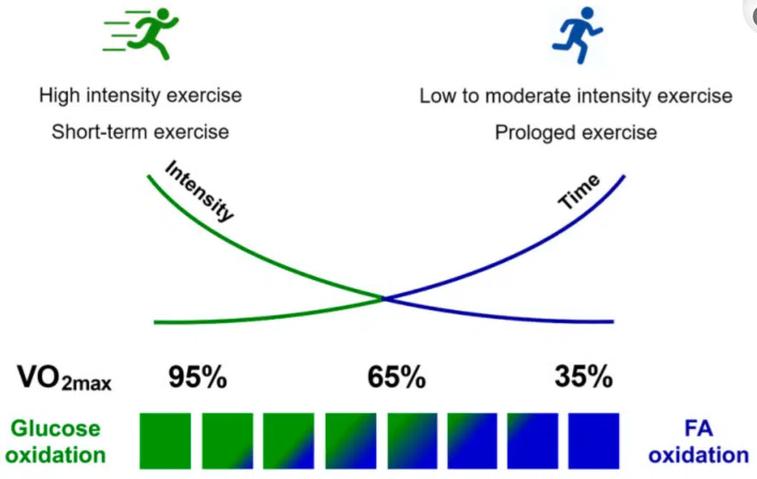 energy metabolism between cardio vs strength training