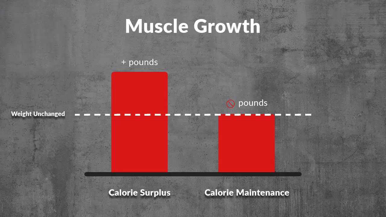 muscle growth chart